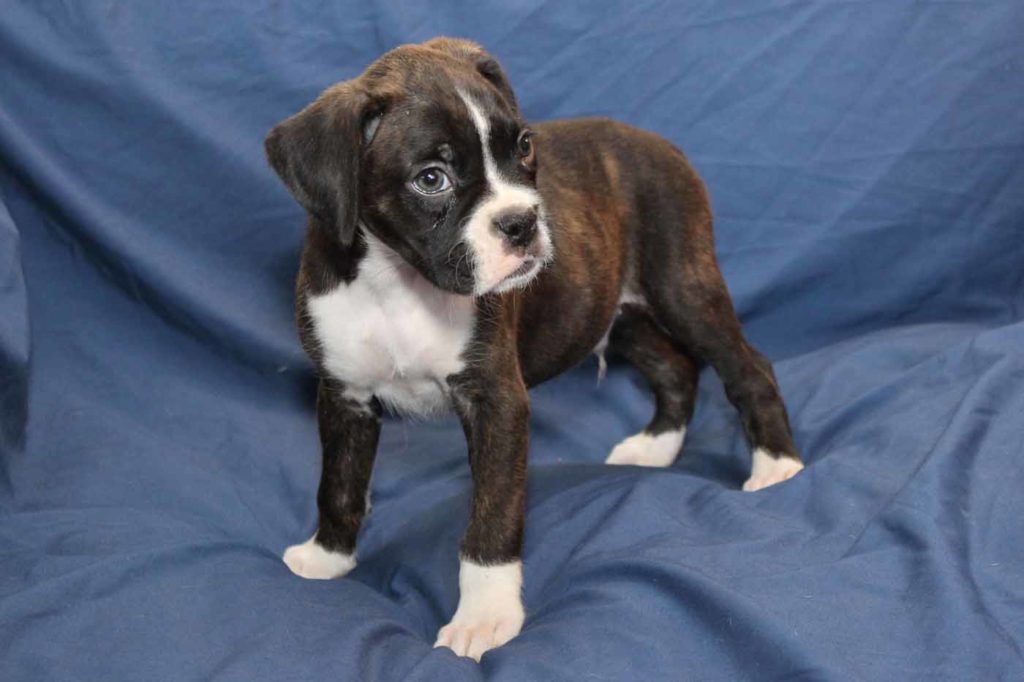 gunner6-the-boxer-puppy-for-sale – NorthViewBoxers.com