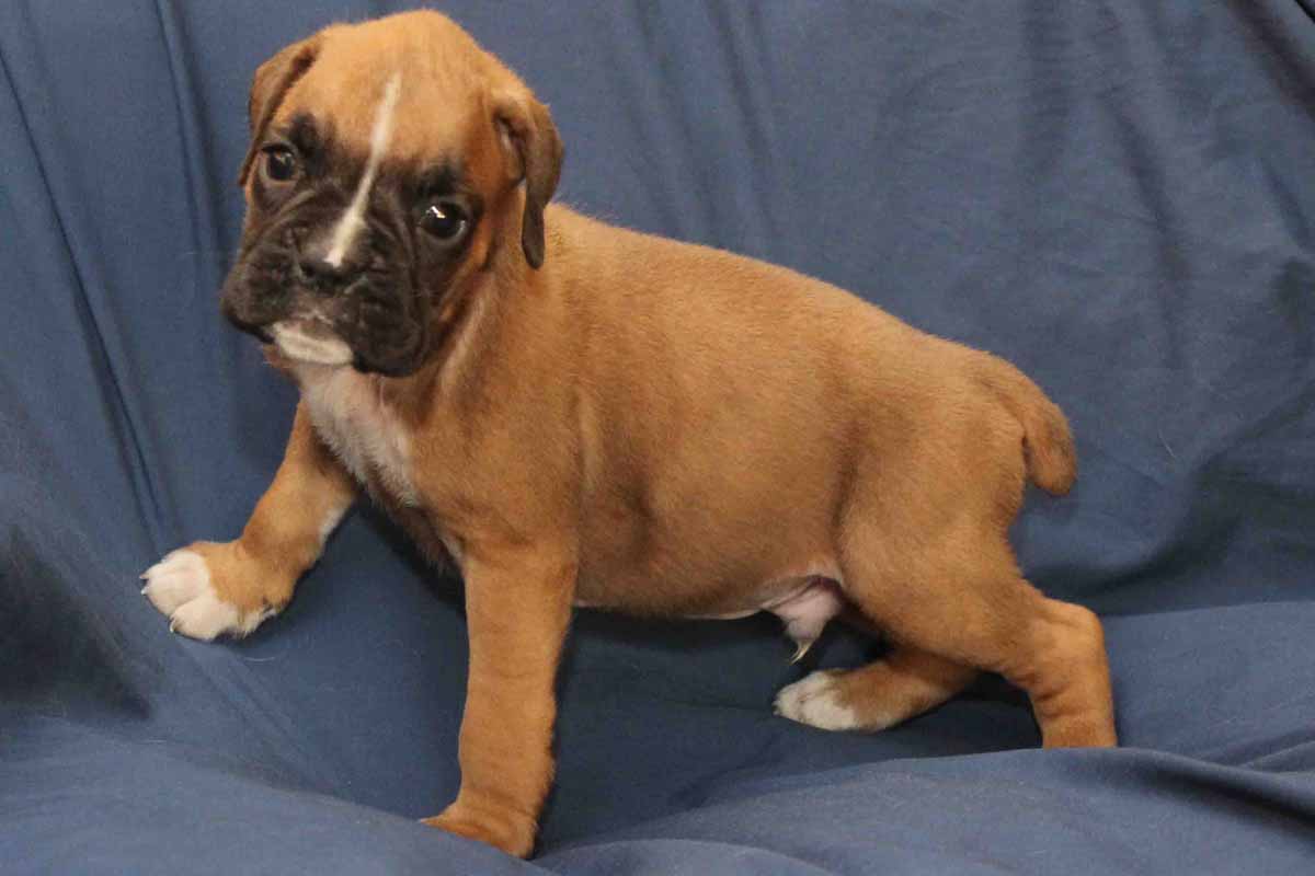 Max-the-boxer-puppy – Northviewboxers.com